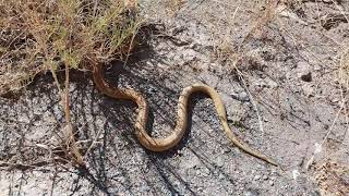 Releasing Snakes back into nature