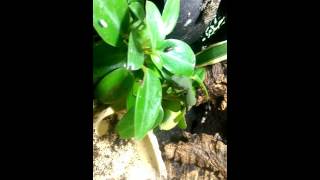 Dart frogs and day geckos feeding on fruit flies