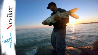 Pesca de robalos - pesca de ORILLA yucatan