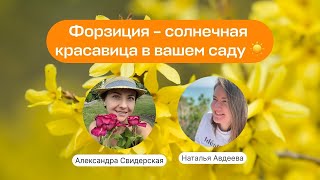 Форзиция – солнечная красавица в вашем саду | Прямой эфир школы «Умный садовник»