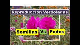 Cuidados y reproducción de Verdolagas (chisme)/ Vale la pena comprar semillas?