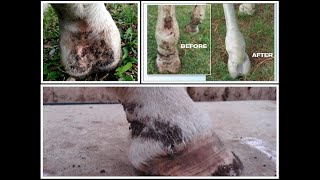 SCRATCHES IN HORSES(Greasy heel/Dermatitis verrucosa/Equine pastern dermatitis/Mud fever/CrackedHeel