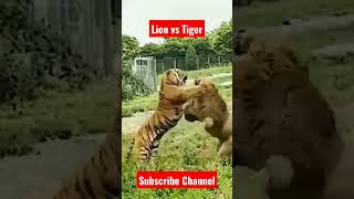 Lion 🦁🦁 🆚 Tiger 🐯🐅 fight #animals #youtube #viral #shorts #shortsfeed