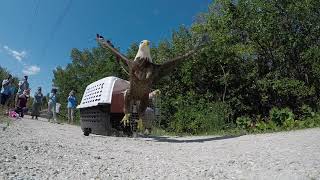 Earth Day Eagle Release