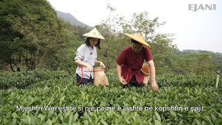 Si e përgatit Mjeshtri Wei një filxhan çaji “Tieguanyin”?