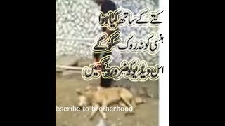 A BOY AND DOG VERY FUNNY VIDEO BY BROTHERHOOD