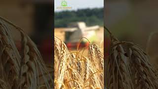 Amazing Wheat Harvesting