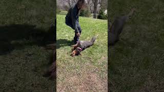 Dog Swimming in Grass 😆 #shorts #doglife #doberman