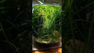 Год без стрижки. Вам нравится До или После? ✂️🌱🐠