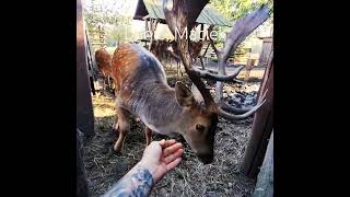 LAST DANCE #deer #jelenie #rykowisko #animals #daniele #poroże #hodowla #farming #fallowdeer #shorts