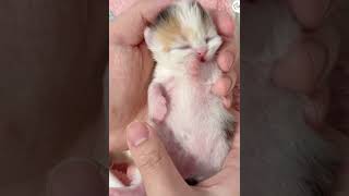 Lol Look At These Little Cuties One So Cute Adorable Kitty Cats 😺😁😘 -EPS1152 #cutenessoverload