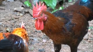 Angry Rooster :-)