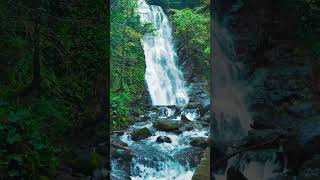 Nature Music with Bird Sounds, Relaxing Music, Meditation  #shorts #nature #naturesounds