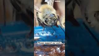 Best Clips of Honey Bees Feeding #shorts #beesfeeding