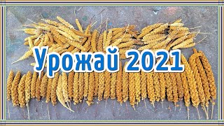 Собираем урожай чумизы 2021 года. Лакомство для попугая.