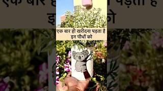 एक बार खरीदें और पाएं हर साल फूल ही फूल🌼 #gardening #flowers #plants #youtube #shorts