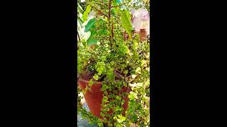 How to care and propagate jade plant in Urdu/Hindi.