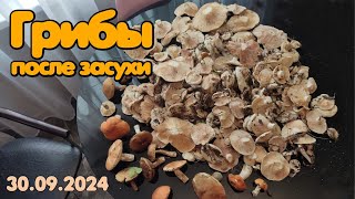 Грибы после засухи! 30.09.2024