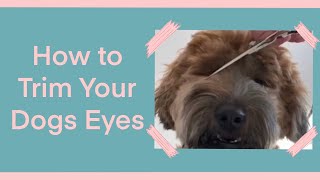 How to Trim By Dogs Eyes #shorts