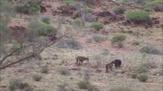 Feral Goat hunting South Australia Feb 2015