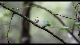 Wood Warbler, Harry's Park Wood, Northamptonshire, 3rd June 2024