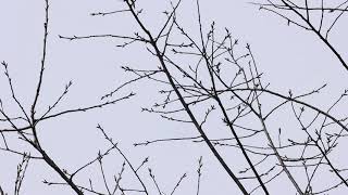 Carolina Wren, Rattray Marsh, Mississauga, 04/10/21