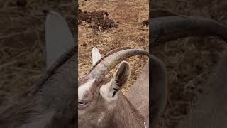 Happy Goat #goats #homesteading #happy #jump