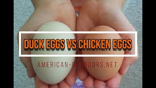 What's The Difference? Duck Eggs vs Chicken Eggs