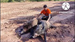 Cuatro Lances de Jabalí en Batida!!💥💥