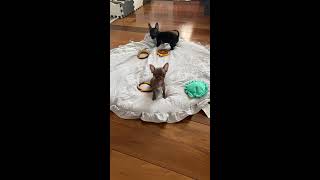 Playtime @tinyhavenchihuahuas