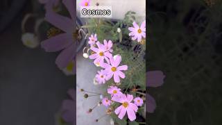 सर्दियों में उगाने वाले 15 फलों के पौधे🌼🌹 #flowers #youtube #shorts #nature