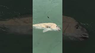 South Texas fishing black drum