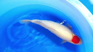 Tancho kohaku koi hunting Heeschkoi Japan 2024 New