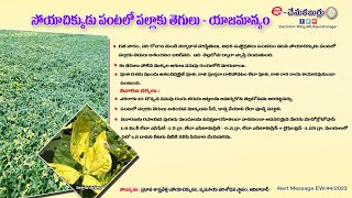 Soybean .Yellow Vein Mosaic disease management l సోయచిక్కుడు పంటలో పల్లాకు తెగులు - యాజమాన్యం