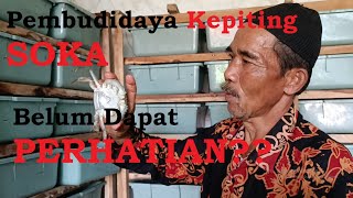 Budidaya Kepiting Soka Belum Dapat Perhatian ❓❓meski miliki potensi besar#kepitingsoka  ❗❗