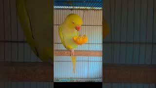 #youtubeshorts #viralvideo #viralshort #foryou #foryoushorts #foryou #parrot #cutebird #birdslover