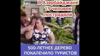 🌳В Азербайджане на группу туристов упала огромная ветка со старинного 500-летнего дерева