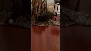 Black Cat ROCKS Long Shot GOAL With Fast Paw!