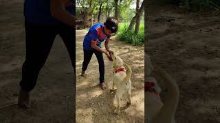 Bruno Play on Cricket Second Time || Bruno The Labrador || #Shorts