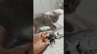 미래꿈이 냥폭이면 안되는 가해냥이 #고양이놀이 #고양이일상 #아기고양이