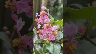 BONSAI SAKURA BERBUNGA || flowering bonsai