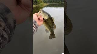 Nice Chunky bass MUNCHES the CHATTERBAIT!!!#bassfishing