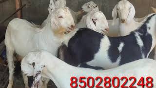 Qurbani ke bakre  qurbani goats sojat bakre