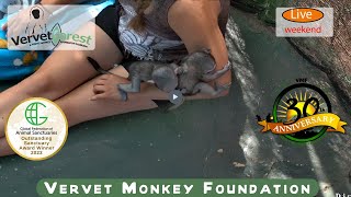 Live baby monkeys having fun exploring and climbing around in Disneyland