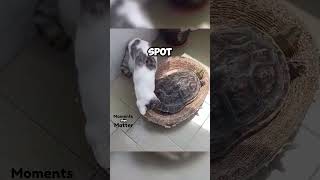 Cat and Turtle’s Cozy Bed Share