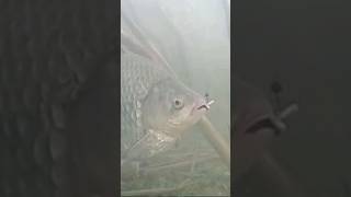 Карась подводная сьемка, клев не ахти....#fishing #shortvideo #shorts