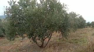 zeytin de ilaç ve uygulama zamanları çok önemli