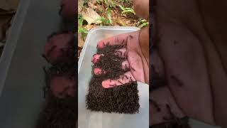 Brave man is bitten by poison ants #shorts