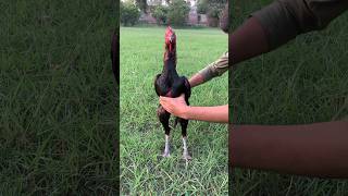 rooster style #viral