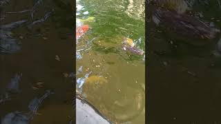 feeding time Koi in Hollywood FL